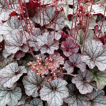 Гейхера Heuchera ‘Northern Exposure Silver’